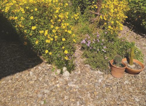 A garden with plants surrounded by woodchips to maintain soil moisture, limit weeds, and benefit soil health over time. Photo by Linda Iverson